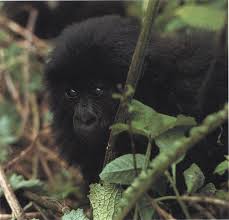 Image result for Cassipourea ndando