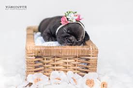 Find french bulldog in dogs & puppies for rehoming | 🐶 find dogs and puppies locally for sale or adoption in british columbia : The Power Of Cuteness Vancouver Pet Photography