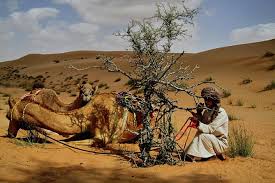 Wahiba sands is a vast sand dune filled desert just south of sur in central coastal oman. Camel Safari Oman Wahiba Sands 2 Days Trekking 2021 Muscat