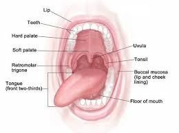 What are these tiny bumps on my face that. Bump Or Lump On The Roof Of Mouth Causes Treatment Home Remedies
