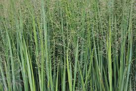 Image result for Panicum calvum