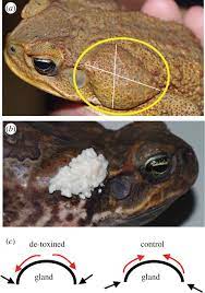 The initial signs will be similar to mildly toxic toads—drooling, pawing at the face, vomiting. The Cost Of Chemical Defence The Impact Of Toxin Depletion On Growth And Behaviour Of Cane Toads Rhinella Marina Proceedings Of The Royal Society B Biological Sciences