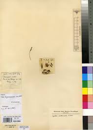 Image result for Antherotoma tenuis