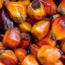 Palm Nuts Nutritious Natural Parrottreat Buy Now Palmnut Palmnuts Nuts Parrottreat Birdtreat Africangreys Cockat Natural Food Nutritious Bird Treats