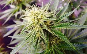 Your cannabis plants have been in the vegetative stage for a while now. Tips For Growing Ak 47 Cannabis Leafly