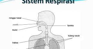Sistem respirasi manusia terdiri daripada struktur dalam peta bulatan di bawah a. Mekanisma Pernafasan Manusia