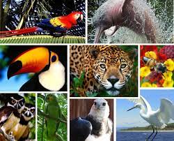 Burung merupakan salah satu fauna yang sering digambar burung hong merupakan salah satu contoh fauna yang sering menjadi objek batik di pesisir pantai pulau jawa. Persebaran Fauna Di Jawa Barat Samak