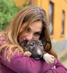 I am absolutely thrilled to welcome my second miniature bull terrier, Leo,  into my family, thanks to the incredible Michelle Morris! Michelle is truly  a wonder breeder