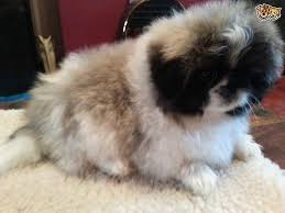All about puppies in brandon is a local paradise for pets of all kinds, from large dogs to little kittens. Now All Sold Brandon Suffolk Pets4homes Pekingese Pets Pup