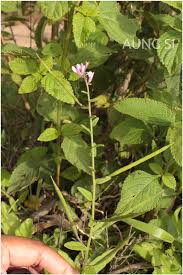 Image result for Cleome monophylla