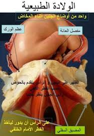 صور نزول الجنين من الرحم صورة ولادة الجنين الحامل منتدى الحوامل Movie Posters Blog Poster