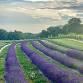 June 14: Lavender Festival Day 2 — Star Bright Farm