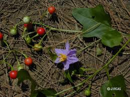 Image result for Solanum sp. A