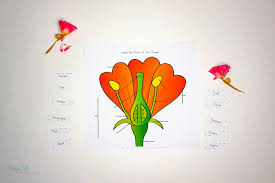 Designed to support a third grade science curriculum, this worksheet makes an appealing addition to a lesson on flower and. Parts Of A Flower Worksheet
