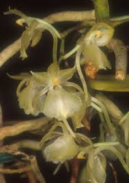 Image result for Rhipidoglossum