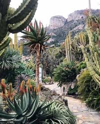 Pinned By Apothecaryteaandgallery Desert Cacti Succulents Plantlove Plantstyle Plantsmakepeoplehappy Botanischer Garten Garten Pflanzen
