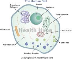 Human Cell Diagram Parts Pictures Structure And Functions