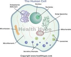 human cell diagram parts pictures structure and functions