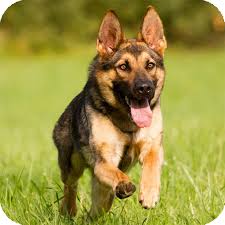 See more ideas about german shepherd, german shepherd dogs, german shepherd puppies. German Shepherd Wallpaper Apk 2 6 Download For Android Download German Shepherd Wallpaper Apk Latest Version Apkfab Com