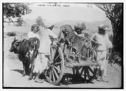 Cheetah used for hunting -India 1922 Cheetah cough leopard used for hunting India 1922