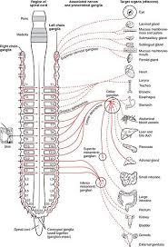 Difference Between Sympathetic And Parasympathetic Nervous System L Sympathetic Vs Parasympatheti Nervous System Parasympathetic Parasympathetic Nervous System