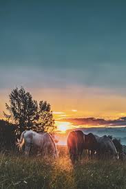 In these page, we also have variety of images available. Horse Wallpapers Free Hd Download 500 Hq Unsplash