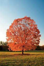We did not find results for: Pick The Right Maple Tree Southern Living