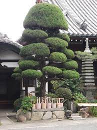 Japanese Traditional Garden Japanese Cloud Tree Japanese Garden Japan Garden Japanese Tree