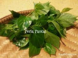 Daun katuk dan kale adalah jenis sayuran hijau yang kaya nutrisi, dan kandungan gizi. Daun Kaduk Kasih Ilmar