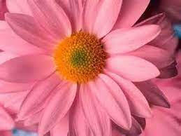 But did you know that there are other colored daisy flower? Gerri M Livingston Interior Design Charlotte Gerrilivingston Bellsouth Net 704 649 0946 Daisy Flower Pictures Daisy Flower Pink Daisy