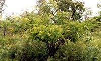 Image result for Entada abyssinica