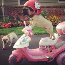 Pin By Alice In Turkey On Y W Y Cute Pugs Funny Animals Pugs