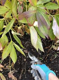 In other words, don't wait for them to flower (even though they are gorgeous when they start to flower). When To Cut Back Peonies Home For The Harvest