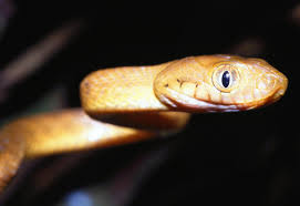 Check spelling or type a new query. Brown Tree Snake Habitat Control Methods Facts Britannica