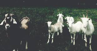 Are You Missing Out On This Healthy Sustainable Meat Easy Food