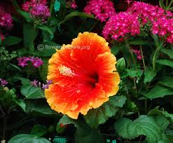 Image result for Hibiscus hiernianus