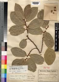 Image result for Antiaris toxicaria