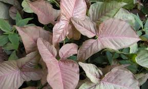Syngonium Podophyllum Pink Care Syngonium Podophyllum Nephthytis Plants Plant Care Plant Pictures