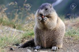 Die jagd auf murmeltiere (marmota marmota) hat im alpenraum eine jahrhunderte lange tradition. Ein Murmeltier Essen Auf Den Bergen Von Osterreich Lizenzfreie Fotos Bilder Und Stock Fotografie Image 21703560
