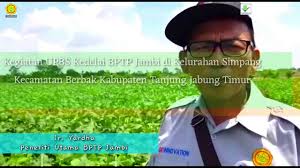Porang dapat hidup subur pada hutan tropis. News Portal Jambi