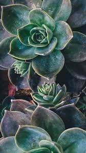 2593 green hd wallpapers and background images. Earth Plant Mobile Abyss