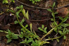 Image result for Lobelia fervens