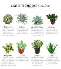 Remove the succulent from the container it came in. The No Fail Guide To Choosing Growing Succulents Plants Planting Succulents Growing Succulents