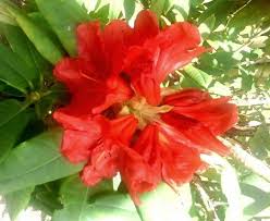 Dazzler A True Red Orange Rhododendron Photo By Jan R Fuller Rhododendron True Red Red Orange