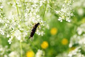 Read real reviews and see ratings for idaho falls, id pest exterminators for free! Earwig Removal And Earwig Exterminator In Idaho Diamond Lawns