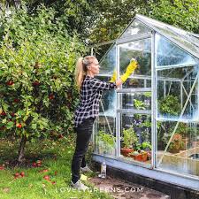 I M Really Struggling With Cleaning The Ancient White Shade Paint Off My Greenhouse Glass I Have Lovelygreens Garden Gardenin Greenhouse Lovely Instagram