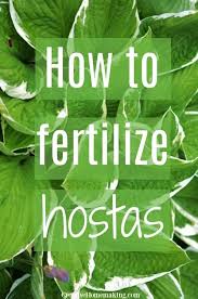 How To Fertilize Hostas Plantes D Ombre De Jardin Le Maraichage Conteneur Et Ravageurs Du Jardin