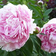 We did not find results for: How To Grow Peonies A Cottage Garden Favorite Dengarden