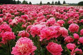 Floating On Pink Clouds Peonies Peonies Garden Flower Field Pink Flowers