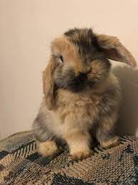 How To Care For Baby Bunnies Baby Care Baby Baby Babycare Cute Baby Bunnies Cute Funny Animals Fluffy Animals